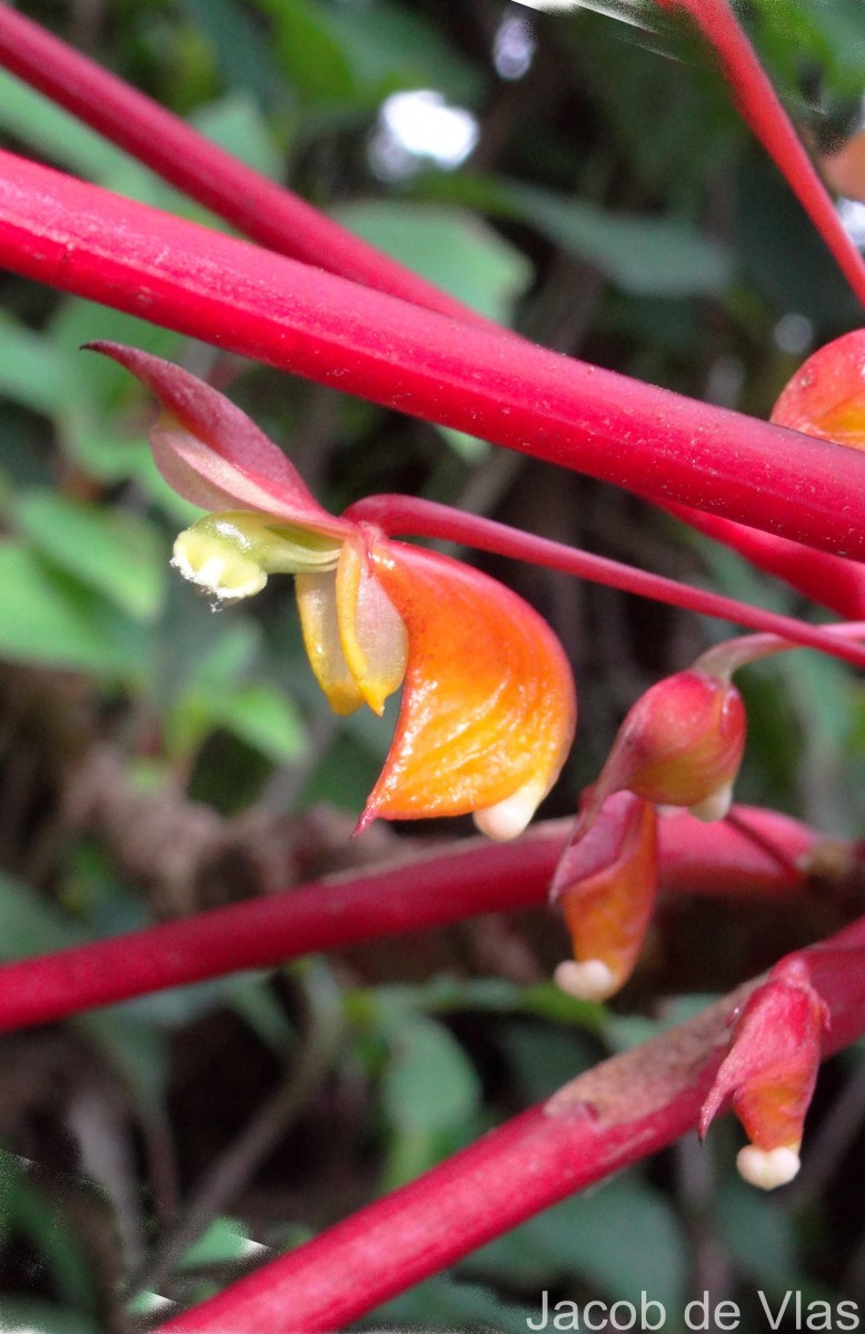 Impatiens macrophylla Gardner ex Hook.